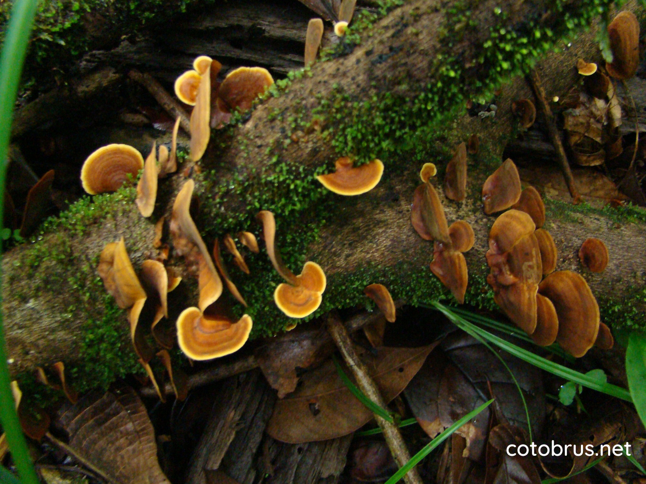 Se vende propiedad en Kamakiri , Coto Brus